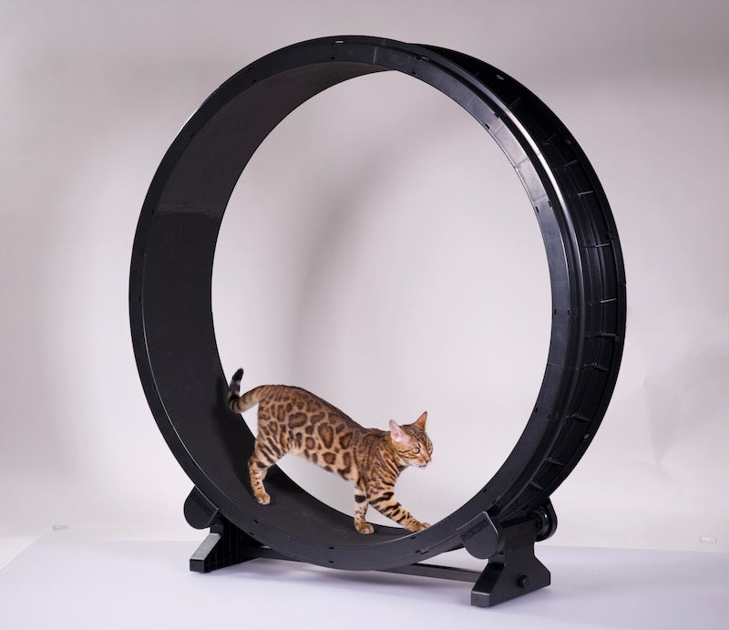 One Fast Cat Wheel Generation 6 - New 2023 Model!