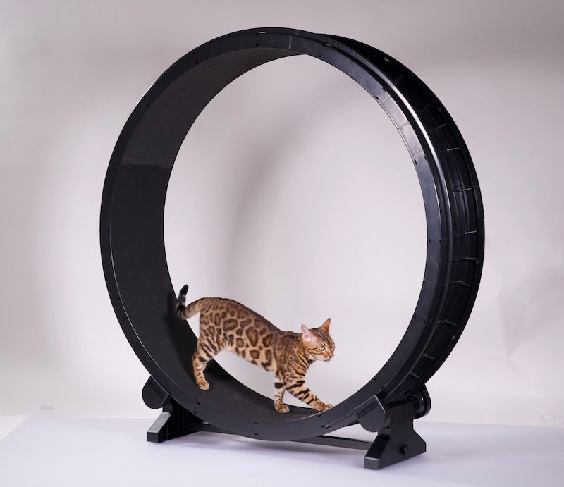 One Fast Cat Wheel Generation 6