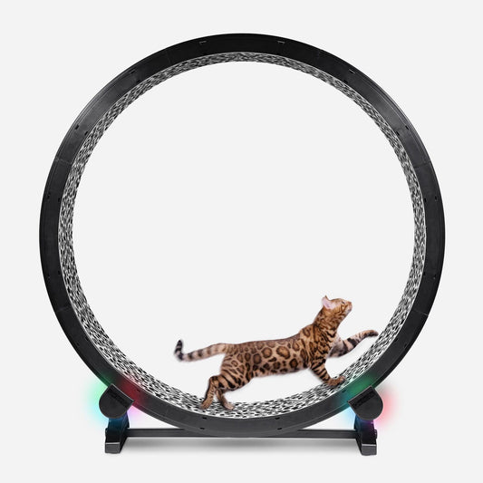 One Fast Cat Wheel Generation 6 with LED Wheels!